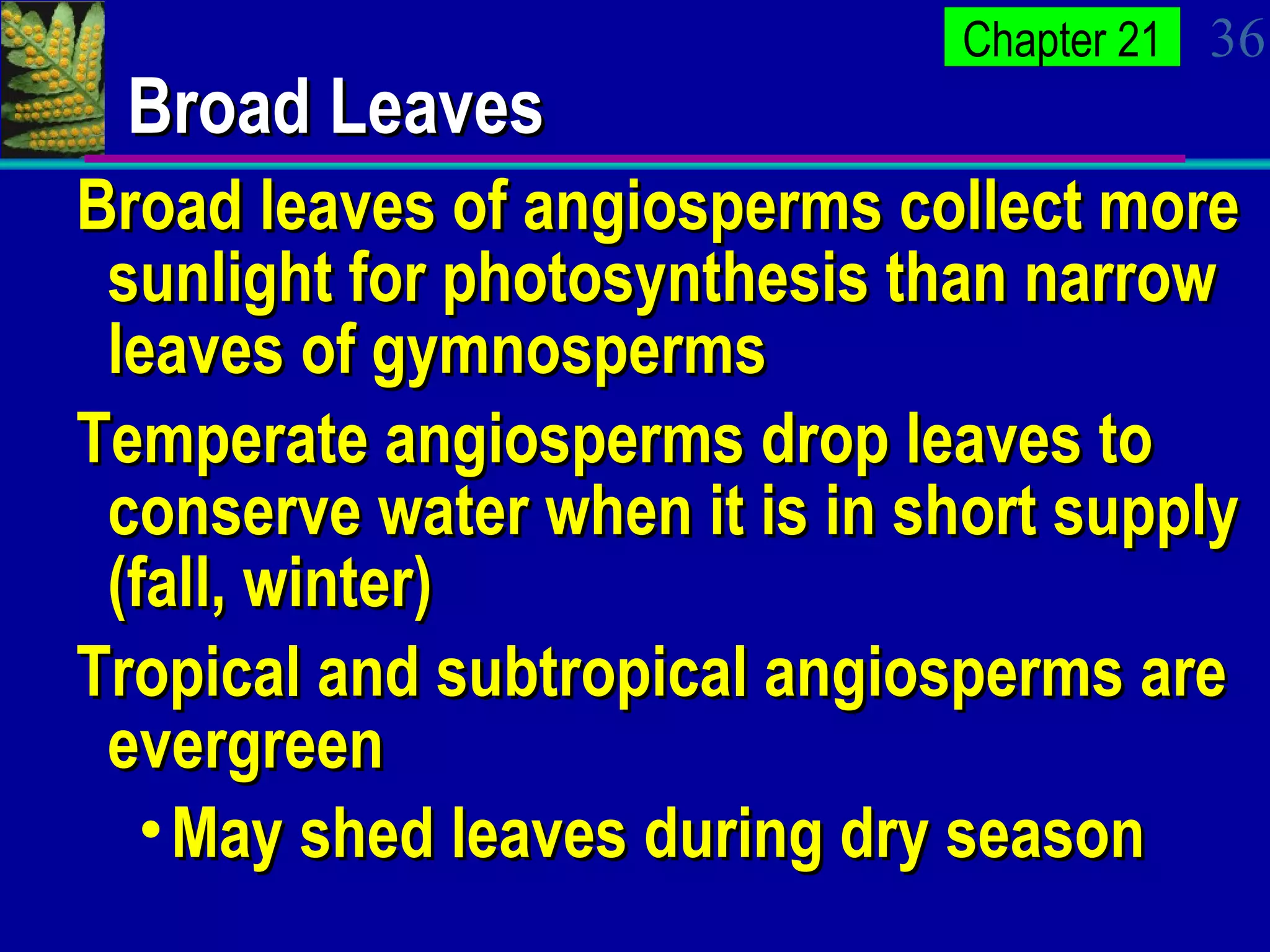 Broad Leaves Broad leaves of angiosperms collect more sunlight for photosynthesis than narrow leaves of gymnosperms Temperate angiosperms drop leaves to conserve water when it is in short supply (fall, winter) Tropical and subtropical angiosperms are evergreen May shed leaves during dry season 