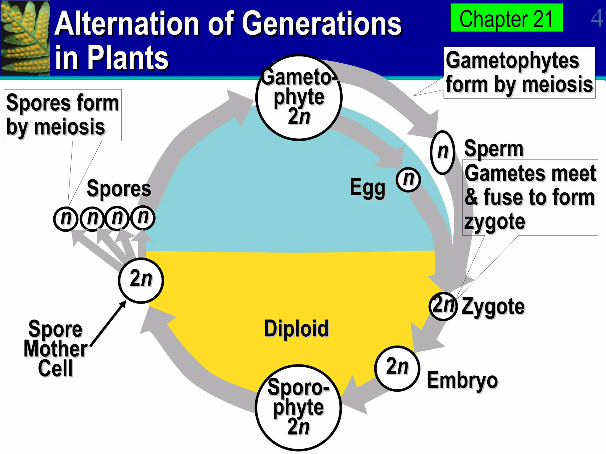 Alternation of Generations in Plants Gametophytes form by meiosis Spores form by meiosis n n n Spore Mother Cell Egg Sperm Gametes meet & fuse to form zygote Zygote Embryo Sporo- phyte 2 n Spores n Gameto- phyte 2 n n n 2 n 2 n 2 n Haploid Diploid 