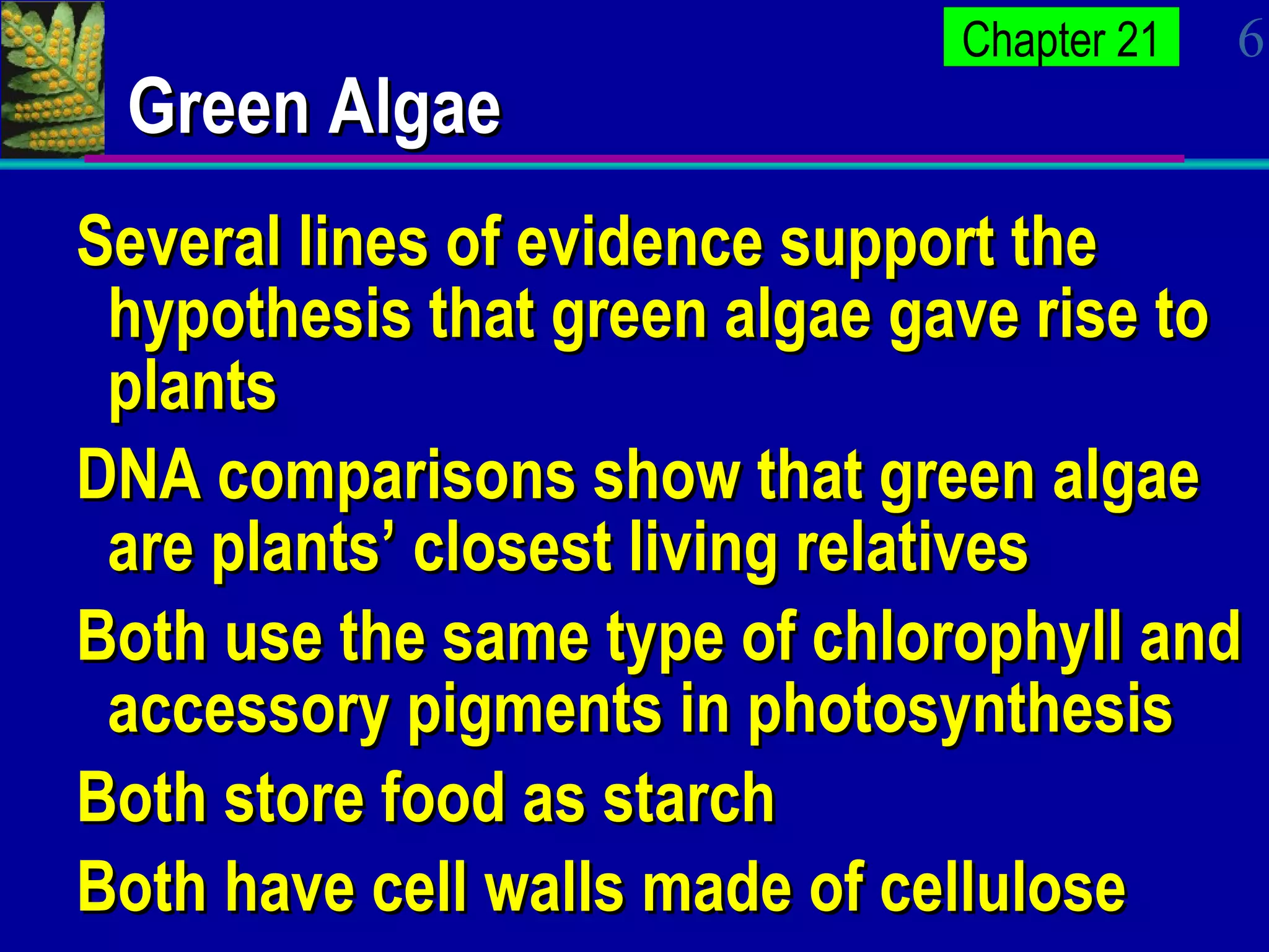 Green Algae Several lines of evidence support the hypothesis that green algae gave rise to plants DNA comparisons show that green algae are plants’ closest living relatives Both use the same type of chlorophyll and accessory pigments in photosynthesis Both store food as starch Both have cell walls made of cellulose 