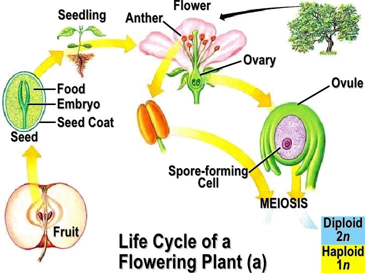 Plant APBio