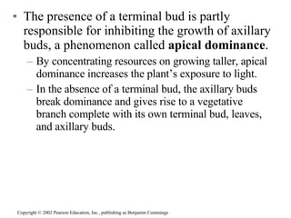 The presence of a terminal bud is partly responsible for inhibiting the growth of axillary buds, a phenomenon called  apical dominance . By concentrating resources on growing taller, apical dominance increases the plant’s exposure to light. In the absence of a terminal bud, the axillary buds break dominance and gives rise to a vegetative branch complete with its own terminal bud, leaves, and axillary buds. Copyright © 2002 Pearson Education, Inc., publishing as Benjamin Cummings 