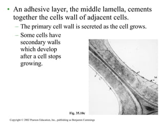 An adhesive layer, the middle lamella, cements together the cells wall of adjacent cells. The primary cell wall is secreted as the cell grows. Some cells have  secondary walls  which develop  after a cell stops  growing. Copyright © 2002 Pearson Education, Inc., publishing as Benjamin Cummings Fig. 35.10c 