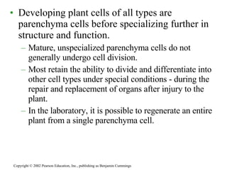Developing plant cells of all types are parenchyma cells before specializing further in structure and function. Mature, unspecialized parenchyma cells do not generally undergo cell division. Most retain the ability to divide and differentiate into other cell types under special conditions - during the repair and replacement of organs after injury to the plant. In the laboratory, it is possible to regenerate an entire plant from a single parenchyma cell. Copyright © 2002 Pearson Education, Inc., publishing as Benjamin Cummings 