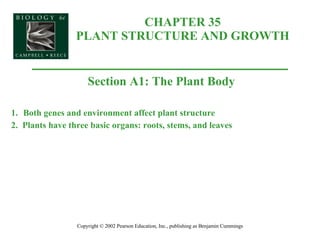 CHAPTER 35 PLANT STRUCTURE AND GROWTH Copyright © 2002 Pearson Education, Inc., publishing as Benjamin Cummings Section A1: The Plant Body 1. Both genes and environment affect plant structure 2.  Plants have three basic organs: roots, stems, and leaves 