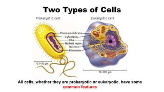 PLANT-CELL-AND-ANIMAL-CELL.ppt