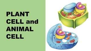 PLANT
CELL and
ANIMAL
CELL
 