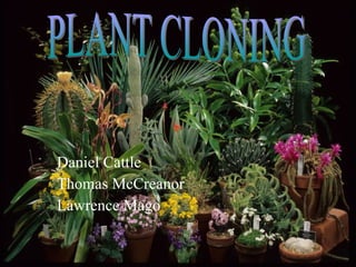 Daniel Cattle Thomas McCreanor Lawrence Mago PLANT CLONING 
