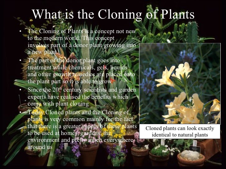Plant Cloning Presentation