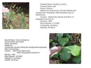 Scientific Name:  Gaultheria shallon Common Name: salal Family: Ericacea Habitat info: In forest area, off side of hiking trail, amongst other small plants, fallen branches/twigs, no inflorescence  Location:  Ashel Curtis, Natural Area West  of Snoqualmie Pass Exit 47 Elevation: 1900’ Date Collected:  5/12/2007 Collected by: Jen Russo Identifier: Jen Russo Scientific Name:  Cornus Canadensis  Common Name: bunch berry Family: Cornaceae  Habitat info:  In forest area, off side of hiking trail, amongst other small plants, fallen branches/twigs Location:  Ashel Curtis, Natural Area   West  of Snoqualmie Pass Exit 47 Elevation: 1900’ Date Collected:  5/12/2007 Collected by: Jen Russo Identifier: Jen Russo 