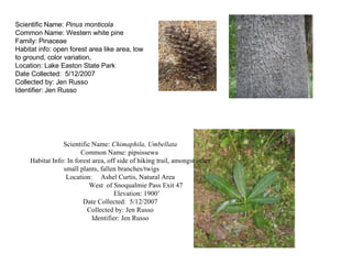 Scientific Name:  Pinus monticola Common Name: Western white pine Family: Pinaceae Habitat info: open forest area like area, low to ground, color variation, Location: Lake Easton State Park Date Collected:  5/12/2007 Collected by: Jen Russo Identifier: Jen Russo Scientific Name:  Chimaphila, Umbellata Common Name: pipsissewa  Habitat Info: In forest area, off side of hiking trail, amongst other small plants, fallen branches/twigs Location:  Ashel Curtis, Natural Area   West  of Snoqualmie Pass Exit 47   Elevation: 1900’ Date Collected:  5/12/2007 Collected by: Jen Russo Identifier: Jen Russo 