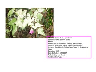 Scientific Name:  Rubus spectabilis  Common Name: Salmon Berry Family:  Habitat info: In forest area, off side of hiking trail,  amongst other small plants, fallen branches/twigs Location: Ashel Curtis, Natural Area West  of Snoqualmie Pass   Elevation: 1900’ Date Collected:  5/12/2007 Collected by: Jen Russo Identifier: Jen Russo 