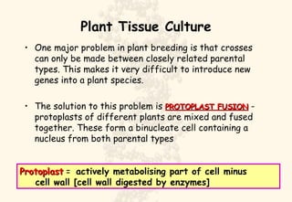 Plant Tissue Culture ,[object Object],[object Object],Protoplast  =  actively metabolising part of cell minus    cell wall [cell wall digested by enzymes] 