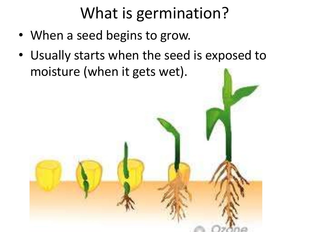 Plant growth and tropism