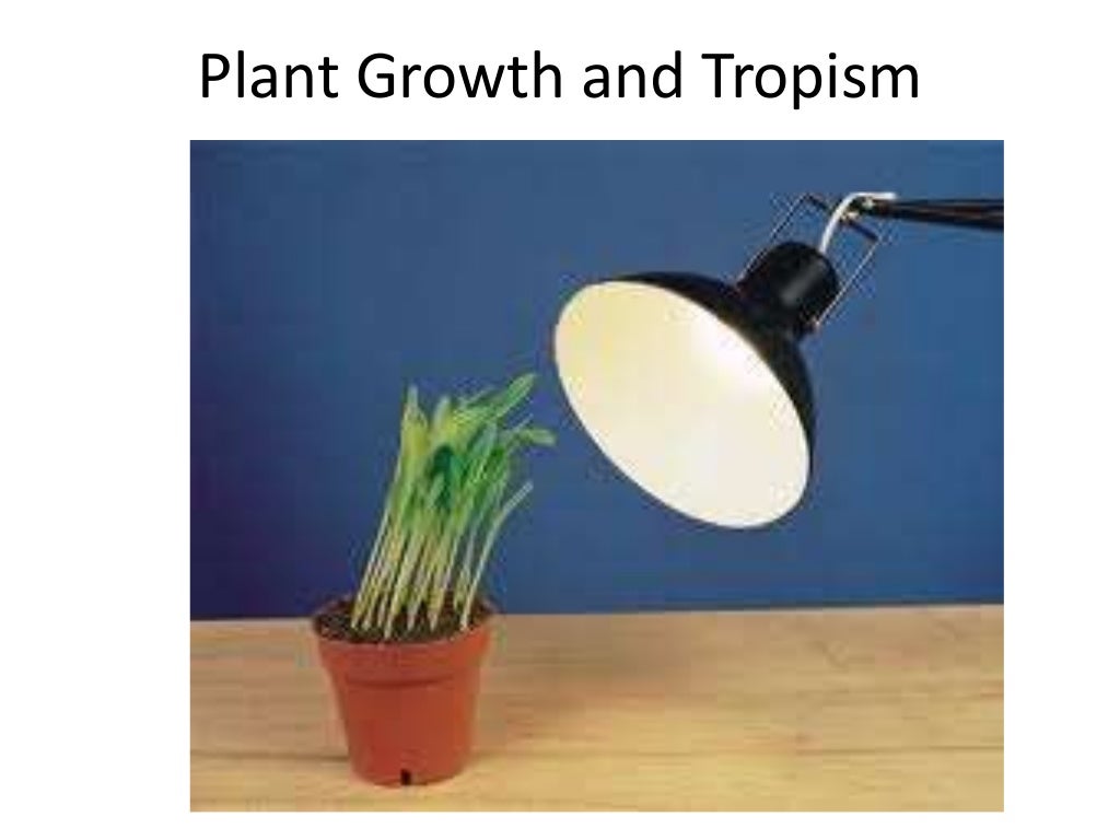 Plant growth and tropism