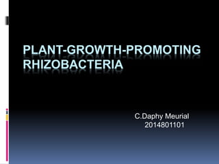 PLANT-GROWTH-PROMOTING 
RHIZOBACTERIA 
C.Daphy Meurial 
2014801101 
 