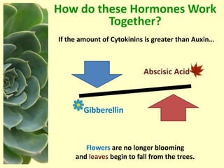 Plant-Hormones-NXPowerLite.pptx