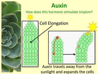 Plant-Hormones-NXPowerLite.pptx