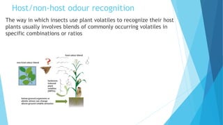 Host/non-host odour recognition
The way in which insects use plant volatiles to recognize their host
plants usually involves blends of commonly occurring volatiles in
specific combinations or ratios
 