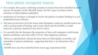 How plants recognize insects
 For example, three genes conferring resistance to insects have been identified in plants
and are all members of the NB-LRR family: the Mi-1 gene in tomato confers
resistance to Macrosiphum euphorbiae
 mechanism of resistance is thought to involve the putative receptors binding to as yet
unidentified insect effectors.
 The pests involved are all in the insect order Hemiptera, which are stealthy herbivores
with a sucking mode of feeding, and it seems likely that the HAMP is a small
molecule or protein contained in the insect’s saliva.
 It is possible that the detergent-like properties of fatty acid conjugates could disrupt
plasma membranes and cause influx of Ca2+ thus triggering responses.
 However, radiolabelled volicitin has been shown to bind rapidly, reversibly, and
saturatably to plasma membranes suggesting that there is an interaction with a
receptor.
 HAMPs have also been identified from insect egg ovipositional fluid
 