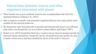 Interactions between insects and other
organisms associated with plants
 These beetles can secrete symbiotic bacteria into wounded plants that elicit SA-
regulated defences (Chung et al., 2013).
 Due to negative crosstalk with jasmonate-regulated defences this makes plants more
suitable for the chewing herbivore.
 By sharing the same host plant above-ground and belowground insects can influence
each other even though they are not in direct contact (Bruce and Pickett, 2007).
 Robert et al. (2012) found that Diabrotica virgifera larvae showed stronger growth on
roots previously attacked by conspecific larvae, but performed more poorly on roots
of plants whose leaves had been attacked by larvae of the moth S. littoralis.
 