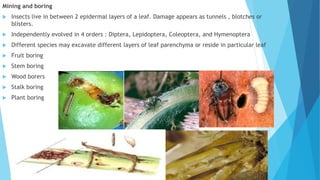 Mining and boring
 Insects live in between 2 epidermal layers of a leaf. Damage appears as tunnels , blotches or
blisters.
 Independently evolved in 4 orders : Diptera, Lepidoptera, Coleoptera, and Hymenoptera
 Different species may excavate different layers of leaf parenchyma or reside in particular leaf
 Fruit boring
 Stem boring
 Wood borers
 Stalk boring
 Plant boring
 