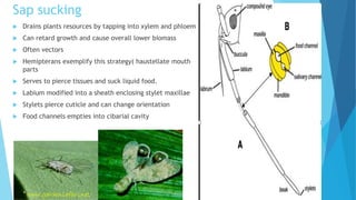 Sap sucking
 Drains plants resources by tapping into xylem and phloem
 Can retard growth and cause overall lower biomass
 Often vectors
 Hemipterans exemplify this strategy( haustellate mouth
parts
 Serves to pierce tissues and suck liquid food.
 Labium modified into a sheath enclosing stylet maxillae
 Stylets pierce cuticle and can change orientation
 Food channels empties into cibarial cavity
 