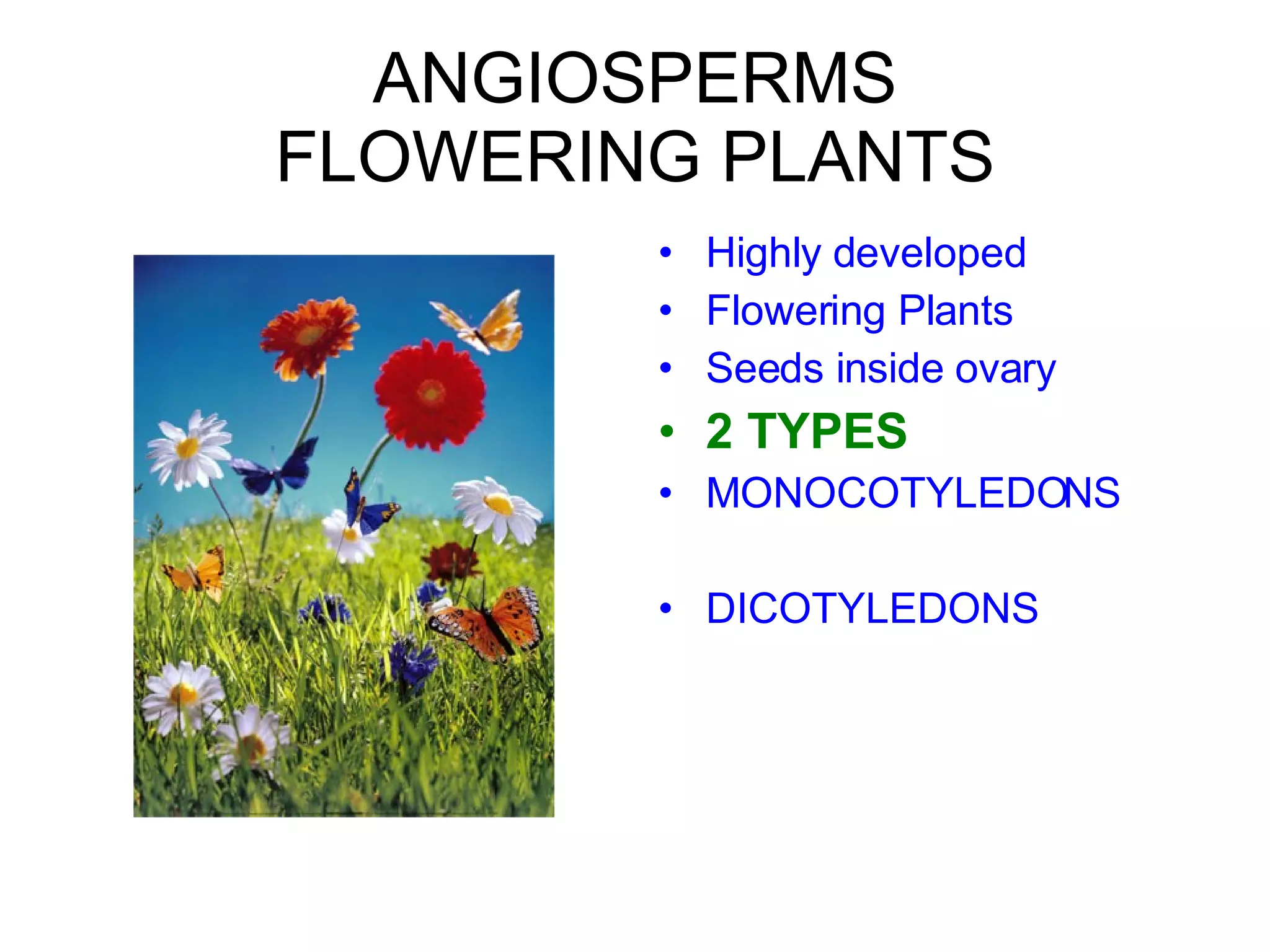ANGIOSPERMS FLOWERING PLANTS Highly developed Flowering Plants Seeds inside ovary 2 TYPES MONOCOTYLEDONS DICOTYLEDONS 