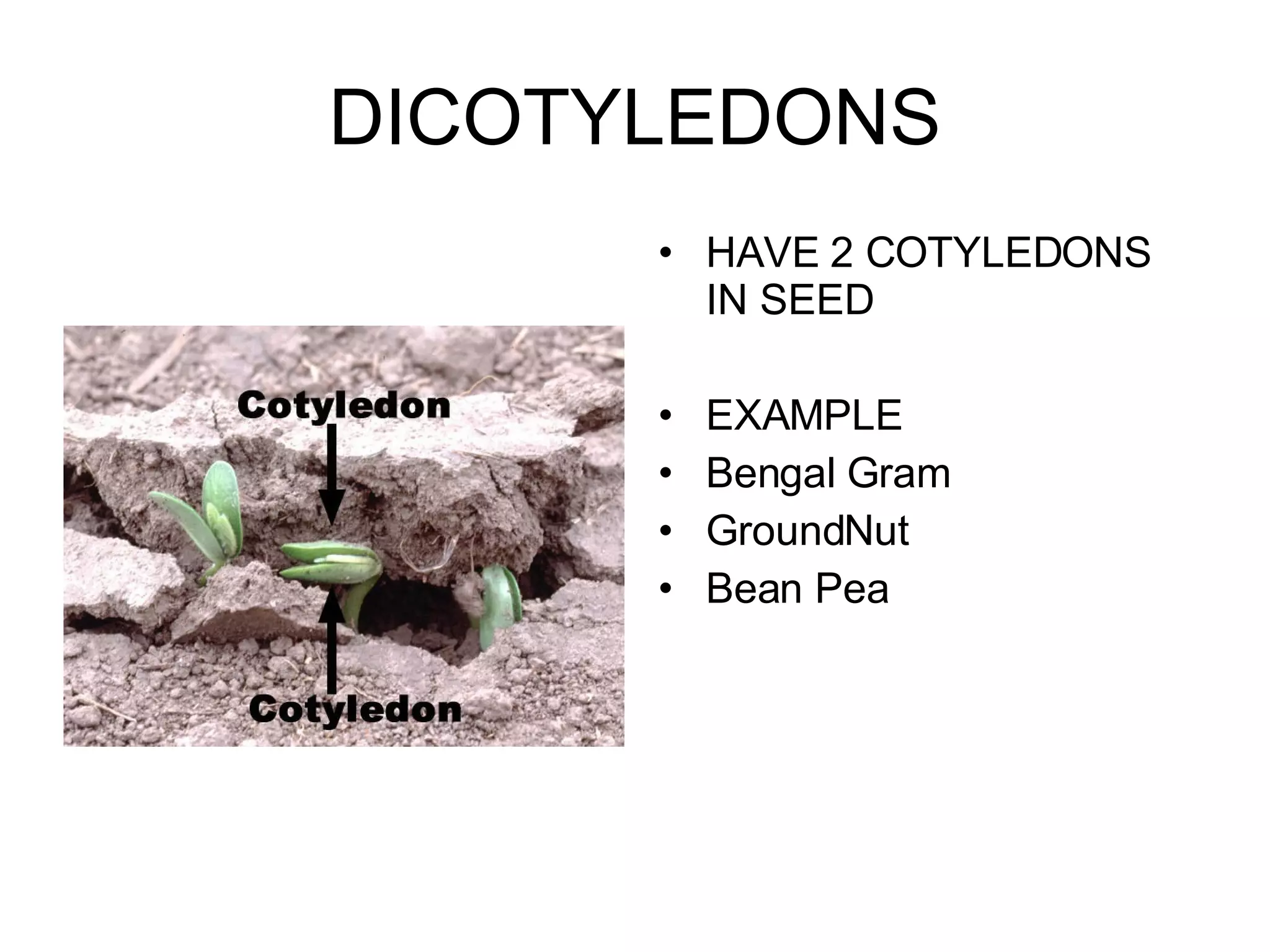 DICOTYLEDONS HAVE 2 COTYLEDONS IN SEED EXAMPLE Bengal Gram GroundNut Bean Pea 