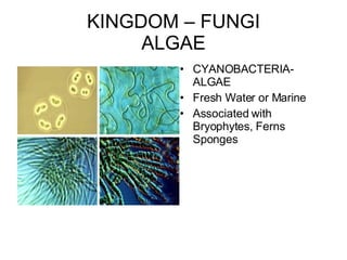 KINGDOM – FUNGI ALGAE CYANOBACTERIA- ALGAE Fresh Water or Marine Associated with Bryophytes, Ferns Sponges 
