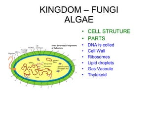 KINGDOM – FUNGI ALGAE CELL STRUTURE PARTS DNA is coiled Cell Wall Ribosomes Lipid droplets Gas Vacoule Thylakoid 