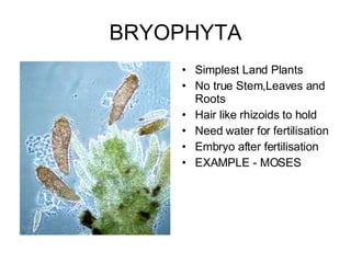 BRYOPHYTA Simplest Land Plants No true Stem,Leaves and Roots Hair like rhizoids to hold Need water for fertilisation Embryo after fertilisation EXAMPLE - MOSES 