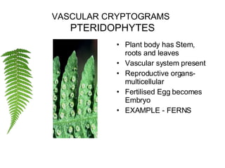VASCULAR CRYPTOGRAMS   PTERIDOPHYTES Plant body has Stem, roots and leaves Vascular system present Reproductive organs- multicellular Fertilised Egg becomes Embryo EXAMPLE - FERNS 