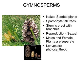 GYMNOSPERMS Naked Seeded plants Sporophyte tall trees Stem is erect with branches Reproduction- Sexual Males and Female Plants are separate Leaves are photosynthetic 