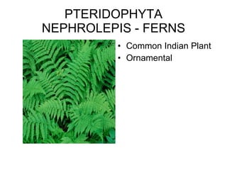 PTERIDOPHYTA NEPHROLEPIS - FERNS Common Indian Plant Ornamental 