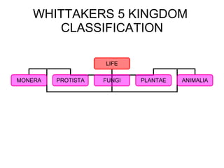 WHITTAKERS 5 KINGDOM  CLASSIFICATION LIFE MONERA PROTISTA FUNGI PLANTAE ANIMALIA 