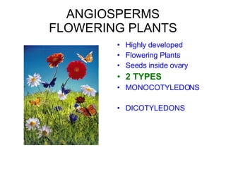 ANGIOSPERMS FLOWERING PLANTS Highly developed Flowering Plants Seeds inside ovary 2 TYPES MONOCOTYLEDONS DICOTYLEDONS 