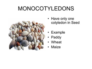 MONOCOTYLEDONS Have only one cotyledon in Seed Example  Paddy  Wheat Maize 