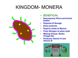 KINGDOM- MONERA BENEFICIAL Decomposes Plant and Animal bodies Disposal of Sewage Dairy products Organic waste to Manure Fixes Nitrogen to plant roots Making Cheese, Butter, Vinegar,Etc Produces Vitamin K and Vitamin   B 