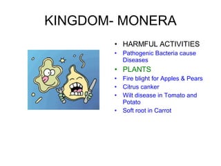 KINGDOM- MONERA HARMFUL ACTIVITIES Pathogenic Bacteria cause Diseases PLANTS Fire blight for Apples & Pears Citrus canker Wilt disease in Tomato and Potato Soft root in Carrot 