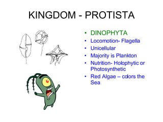 KINGDOM - PROTISTA DINOPHYTA Locomotion- Flagella Unicellular Majority is Plankton Nutrition- Holophytic or Photosynthetic Red Algae – colors the Sea 
