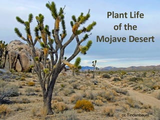 Plant Life of the Mojave Desert cc Tindenbaum 