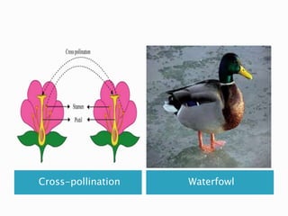 Cross-pollination Waterfowl
 