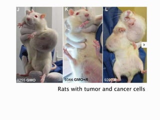 Rats with tumor and cancer cells
 