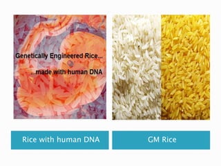 Rice with human DNA GM Rice
 