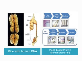 Rice with human DNA
Plant-Based Protein
Biomanufacturing
 