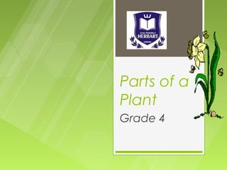 Parts of a
Plant
Grade 4
 
