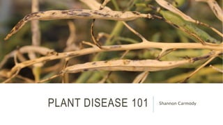 PLANT DISEASE 101 Shannon Carmody
 