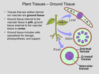 About Plant Physiology for Beginners in nutshell | PPT
