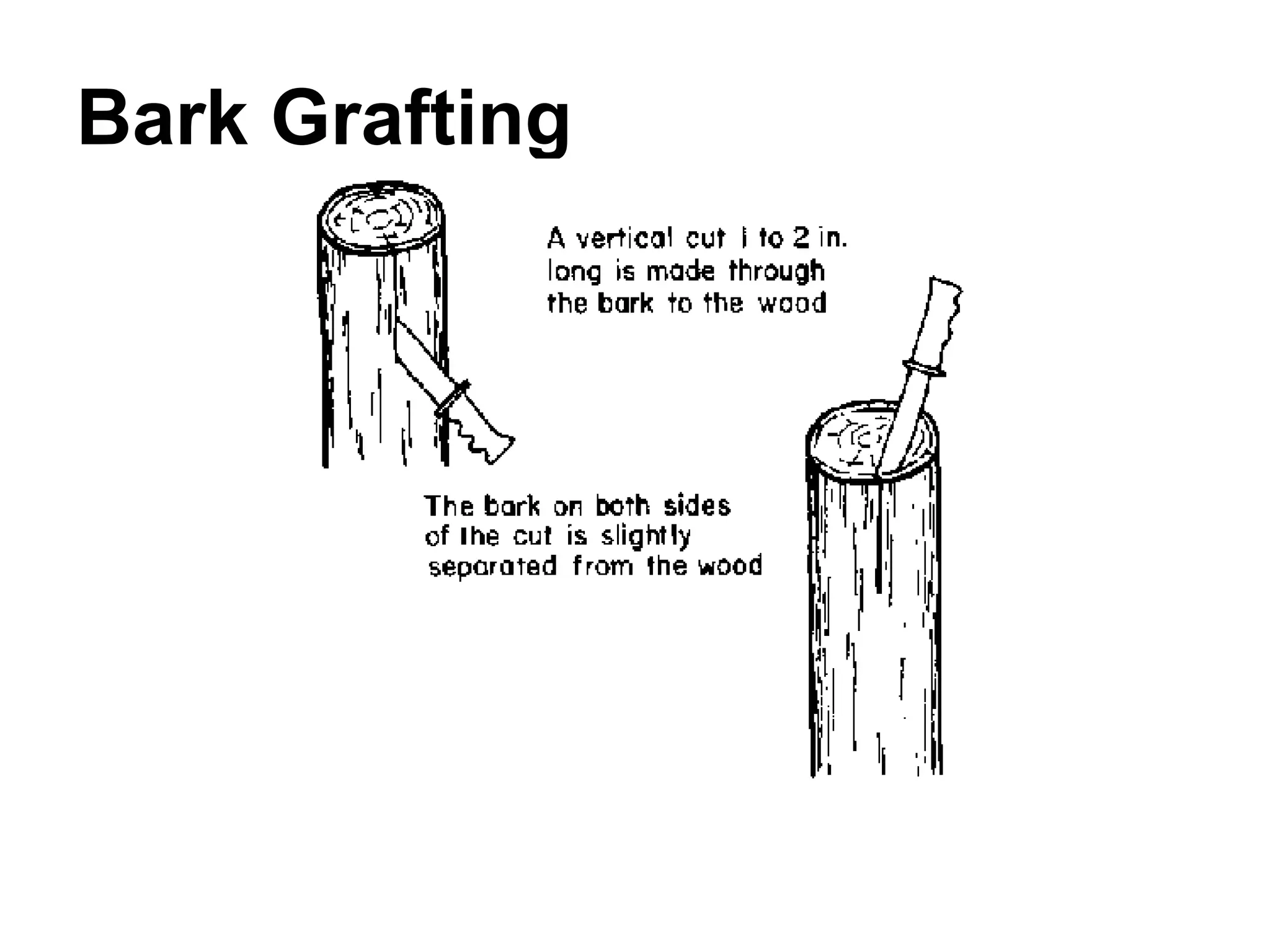 Bark Grafting 