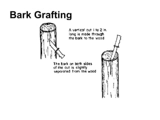 Bark Grafting 